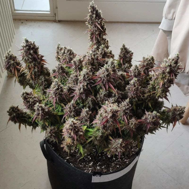 Royal Gorilla Automatic - cannabisfrön