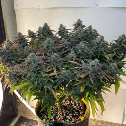 Northern Lights Automatic