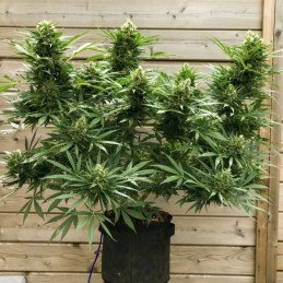 Amnesia XXL Autoflowering