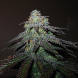 Auto Brooklyn Sunrise