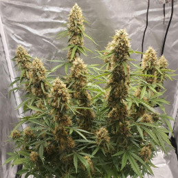 Amnesia Kush Fast Version