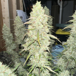 Green Gelato Automatic