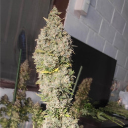 Royal Jack Automatic