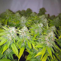 Honey Cream Fast Version