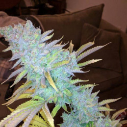 Auto Strawberry Banana