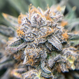 White Widow XXL Auto