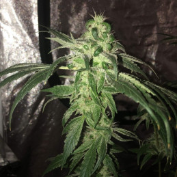 Critical Purple Auto