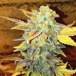 Outdoor OG Kush Fast