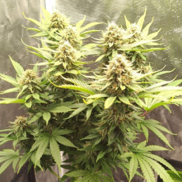 Critical Super Silver Haze