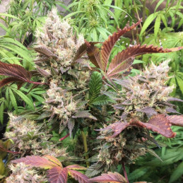 Fruity Chronic Juice