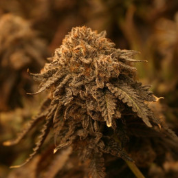 Original Auto Critical