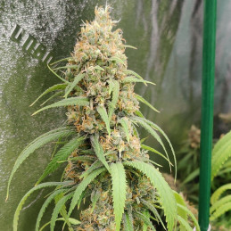 Original Blueberry Auto