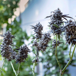 Purple Lemonade Auto