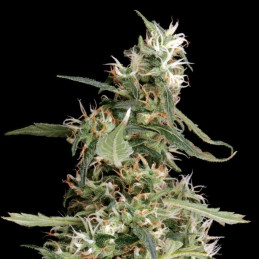 Arjan's Ultra Haze 2