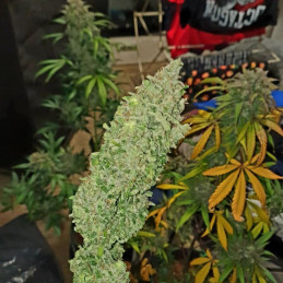 Exodus Cheese Auto CBD