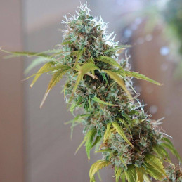 Moscow Blueberry Auto