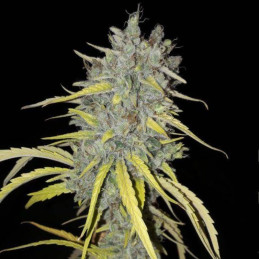 Swiss Dream Auto CBD