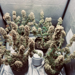 Satin Black Domina CBD