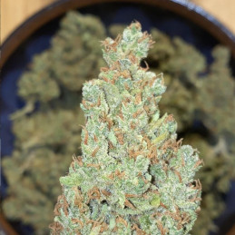 Green Poison XL Auto