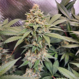 Jack 47 F1 Fast Version