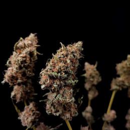 Killer Kush F1 Fast Version