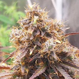 Red Mandarine F1 Fast Version