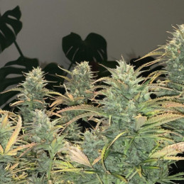 Auto Green Wild Shark