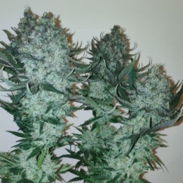 Auto Original Limonade Skunk