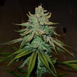 Amnesia x Buddha Kush