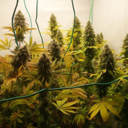 Lamb's Breath x AK-49