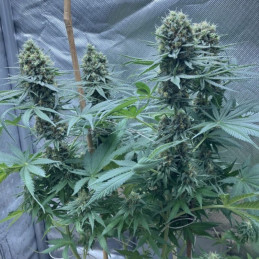 Master Kush Automatic