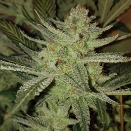 Afghan Kush x Yumbolt