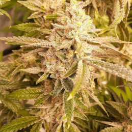 Strawberry Blue Early Harvest