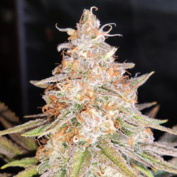 Jack the Ripper Auto