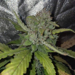 Auto Super Extra Skunk