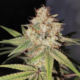 Auto Red Russian XXL