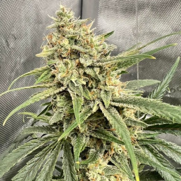 cannabisfrön haze thcv