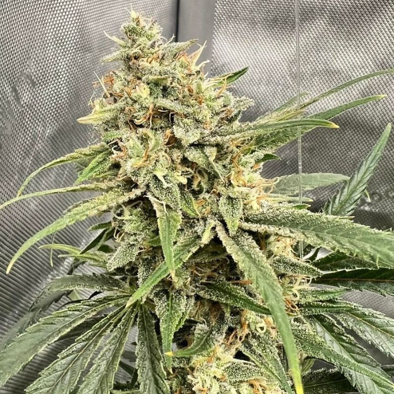 cannabisfrön haze thcv