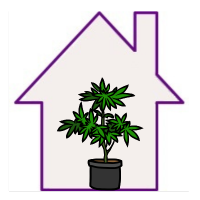 Nasiona Indoor (do domu)