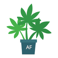 Nasiona Autoflowering (automaty)