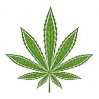 Sativa Cannabisfrön - BestCannabisSeeds.se