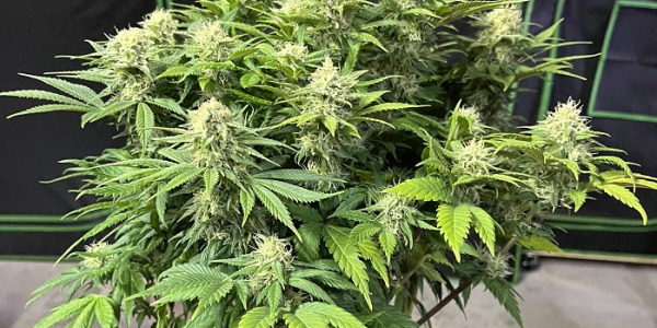 Vad är autoblommande cannabisfrön?