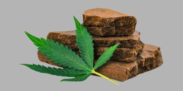 Domestisk produktion av hasch – en komplett guide