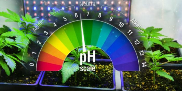 Förståelse av pH och dess roll i odling av cannabisplantor