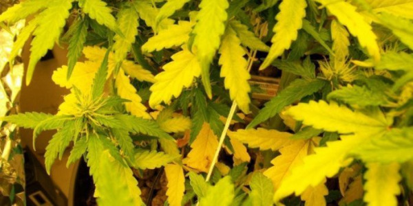 Gula cannabisblad – vad betyder de? orsaker och behandling