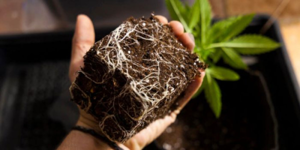 När och hur ska du korrekt plantera om cannabisplantor?