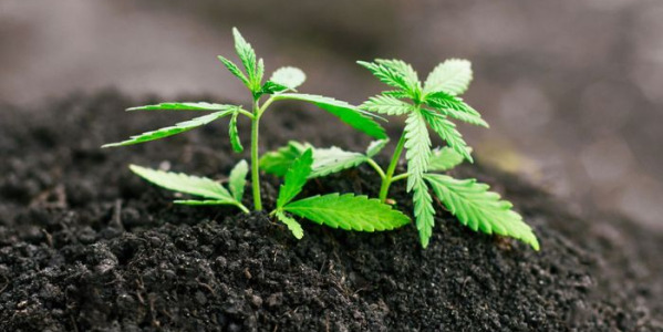 Vilken jord för odling av autoblommande cannabis-sorter?