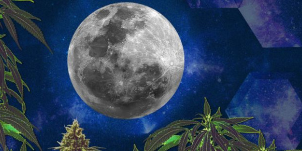 Odling av cannabis i samklang med månens faser